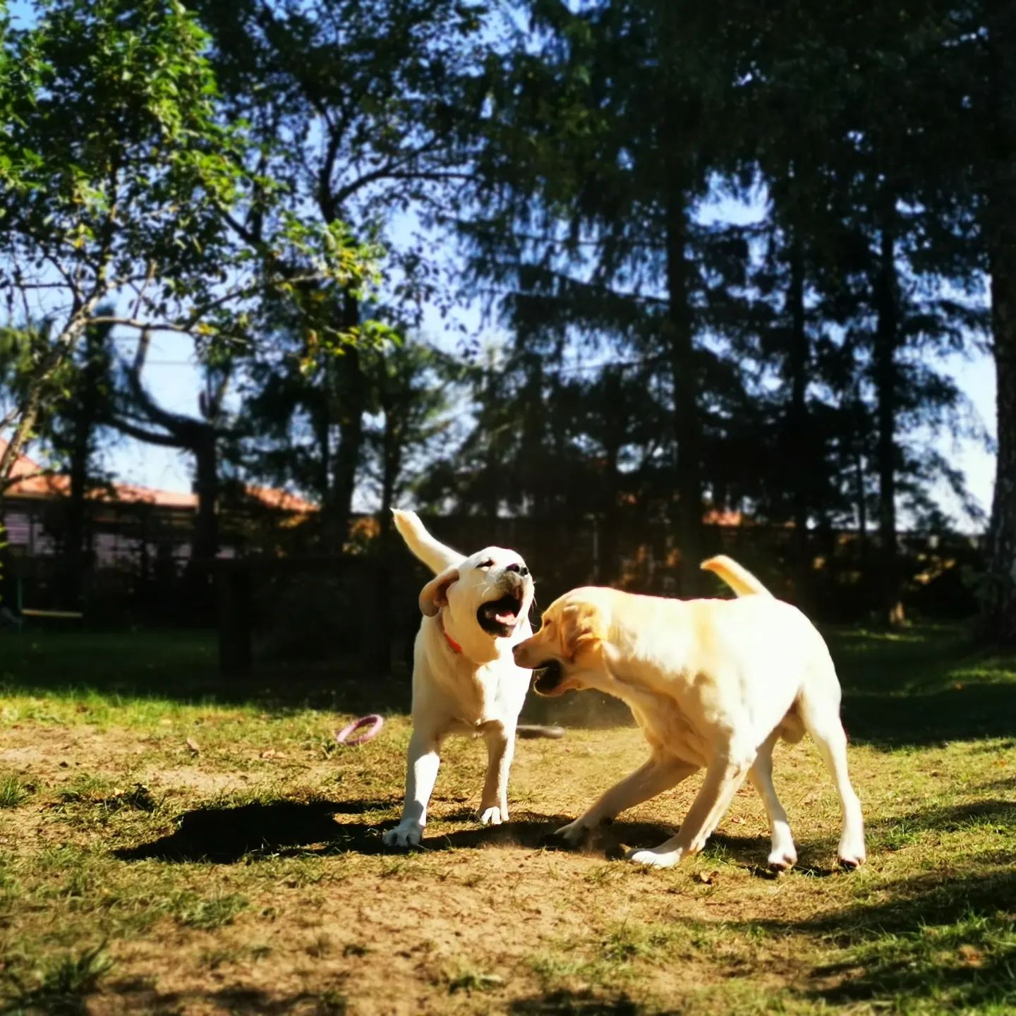 Green-dog - zdjęcie na stronie behawiorysta
